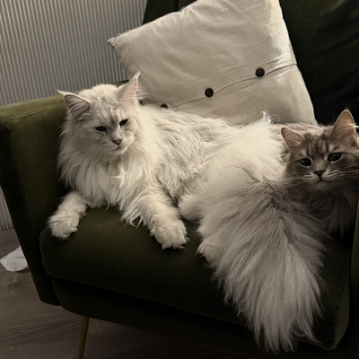 media/albums/cat3/0-balanchine3.png