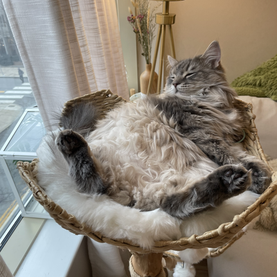 media/albums/cat3/1-yihui.png
