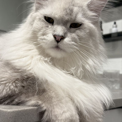media/albums/cat3/2-balanchine1.png