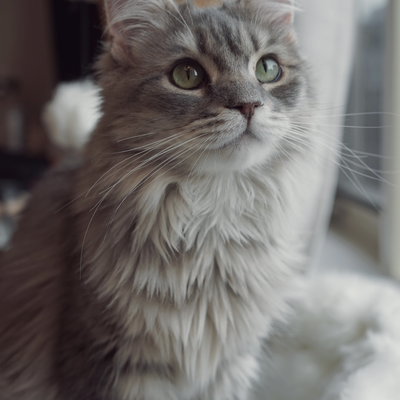 media/albums/cat3/3-yihui.png