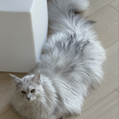 media/albums/cat3/4-balanchine4.png