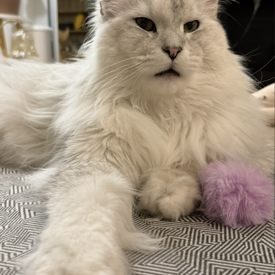 media/albums/cat3/6-balanchine2.png