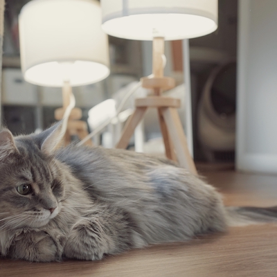 media/albums/cat3/yihui-1.jpeg